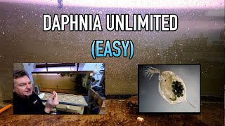 How I Raise Daphnia Water Fleas And You Can Too [upl. by Afesoj880]