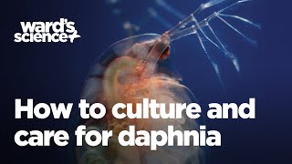 Caring and Culturing for Daphnia [upl. by Eatnuahc]