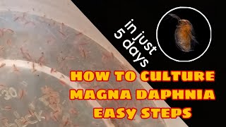 How to Culture Magna Daphnia Easily [upl. by Welcy]