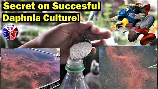 How to Culture Daphnia Successfully [upl. by Oiludbo]