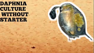 HOW TO CULTURE DAPHNIA NATURALLY WITHOUT A STARTER [upl. by Yslehc]