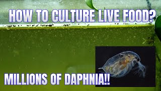 How to Culture Daphnia Secret Method to Breed MILLIONS  Simply Aquatic [upl. by Robbyn]