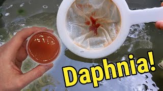 How I Culture Daphnia In Outdoor Tubs [upl. by Nraa617]