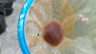 How to culture daphnia moina in a small container Part 1 English Subtitle [upl. by Yelraf583]