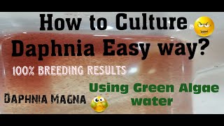 Daphnia MagnaHow to Culture Daphnia Easy wayCulturing Daphnia using Green water Daphnia [upl. by Nnav]