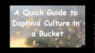 How to culture daphnia outside [upl. by Elicia]