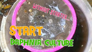 How to culture daphnia moina the easy way 1  Starting the Daphnia culture [upl. by Ddat77]