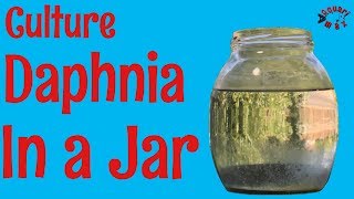 How to Culture Daphnia in a Jar [upl. by Hecklau]