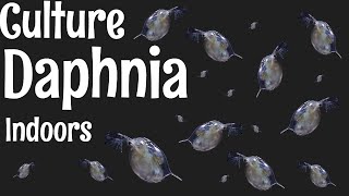 How to Culture Daphnia [upl. by Restivo]