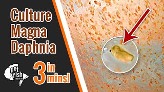 How to culture DAPHNIA MAGNA  The easy way [upl. by Natividad]