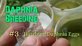 Daphnia Culture made simple and easy 3  Hatching Daphnia eggs [upl. by Jesus]