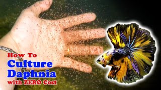 How to Culture Daphnia with ZERO Cost  Unlimited Live Food For Our Fish [upl. by Newell452]