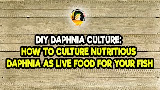 DIY Daphnia Culture How to Culture Nutritious Daphnia as Live Food for Your Fish [upl. by Teador541]