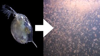 How I Culture Daphnia [upl. by Narbig]