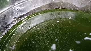 DAPHNIA MOINA CULTURE IN A SMALL BUCKET [upl. by Alracal]