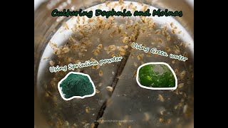 How To Culture Daphnia and Moinas using Green Water Spirulina powder [upl. by Erlewine]