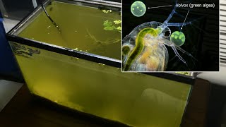 Raising Daphnia for the Freshwater Aquarium [upl. by Aelyk999]