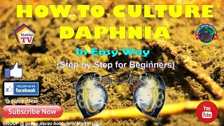 HOW TO CULTURE DAPHNIA In Easy Way [upl. by Lussier]